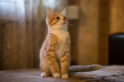 Котики дома