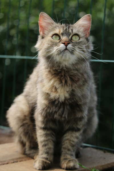Фаина