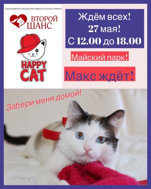 Festival Happy Cat