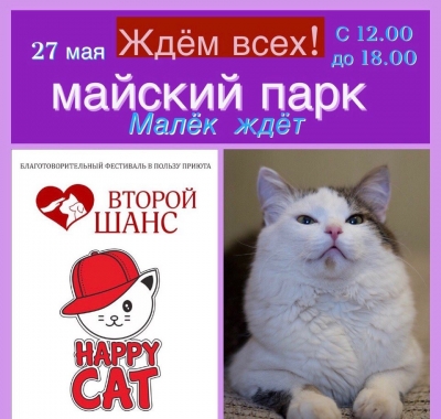 Festival Happy Cat