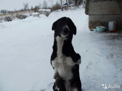 Лиза