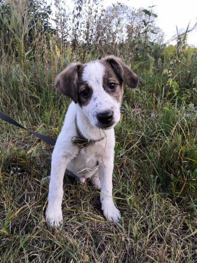 Бимка