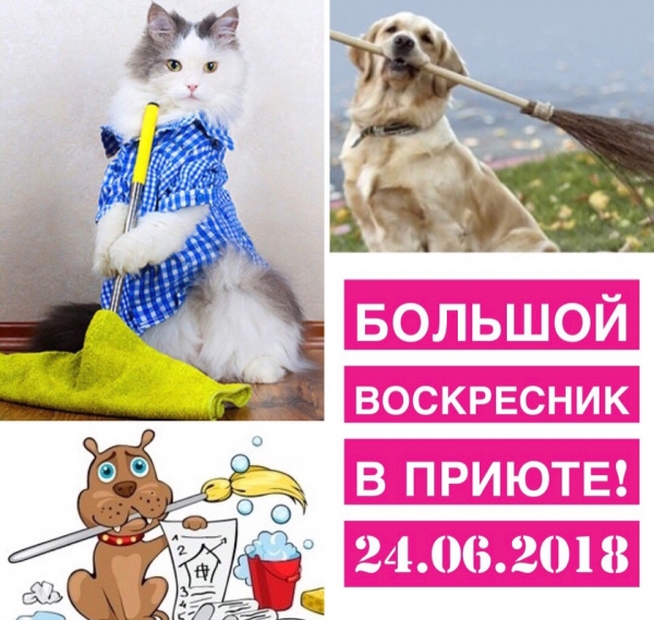 ВОССКРЕСНИК в приюте!