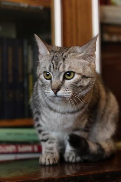 Милли
