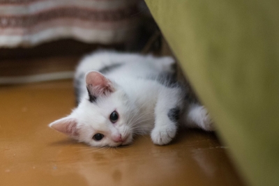 Люсик