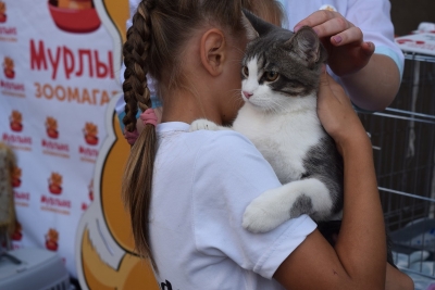 Грей