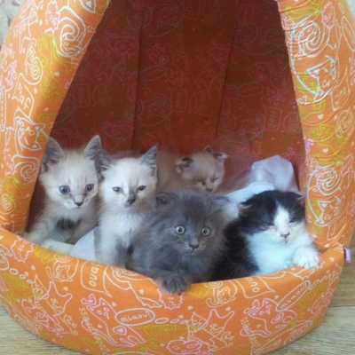 Котята поехали домой