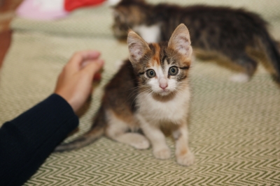 Клен