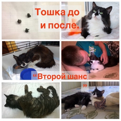 Новости приюта!