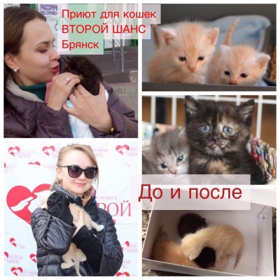 Котята с ручья