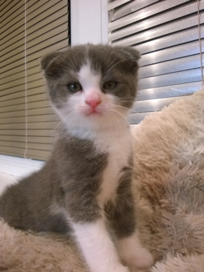 Котенок Ляли уже дома.