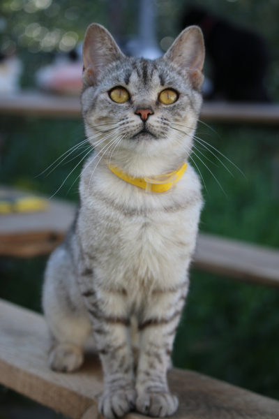 Куки