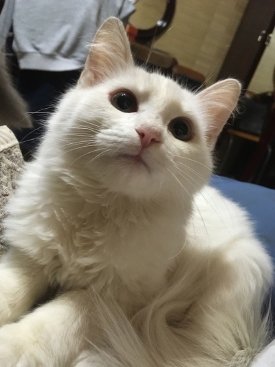 Котенок Боня