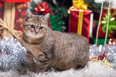 Марь Иванна