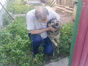 Пес дома