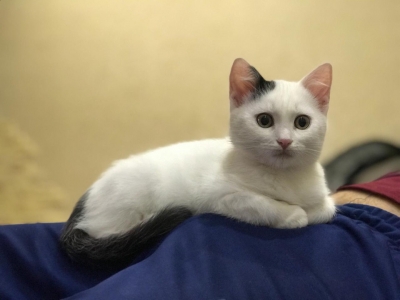 Барсик