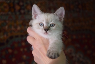 Шина уже дома.