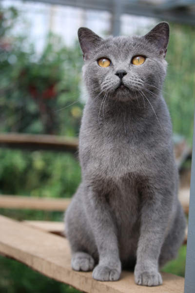 Лола